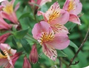 Alstroemeria