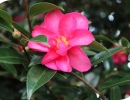 Camellia