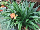 Clivia miniata