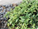 Gardenia radicans