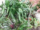 Bromeliad Garden