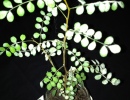 Kowhai seedling with Powdery Mildew