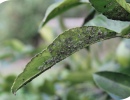 Sick Lemon Tree